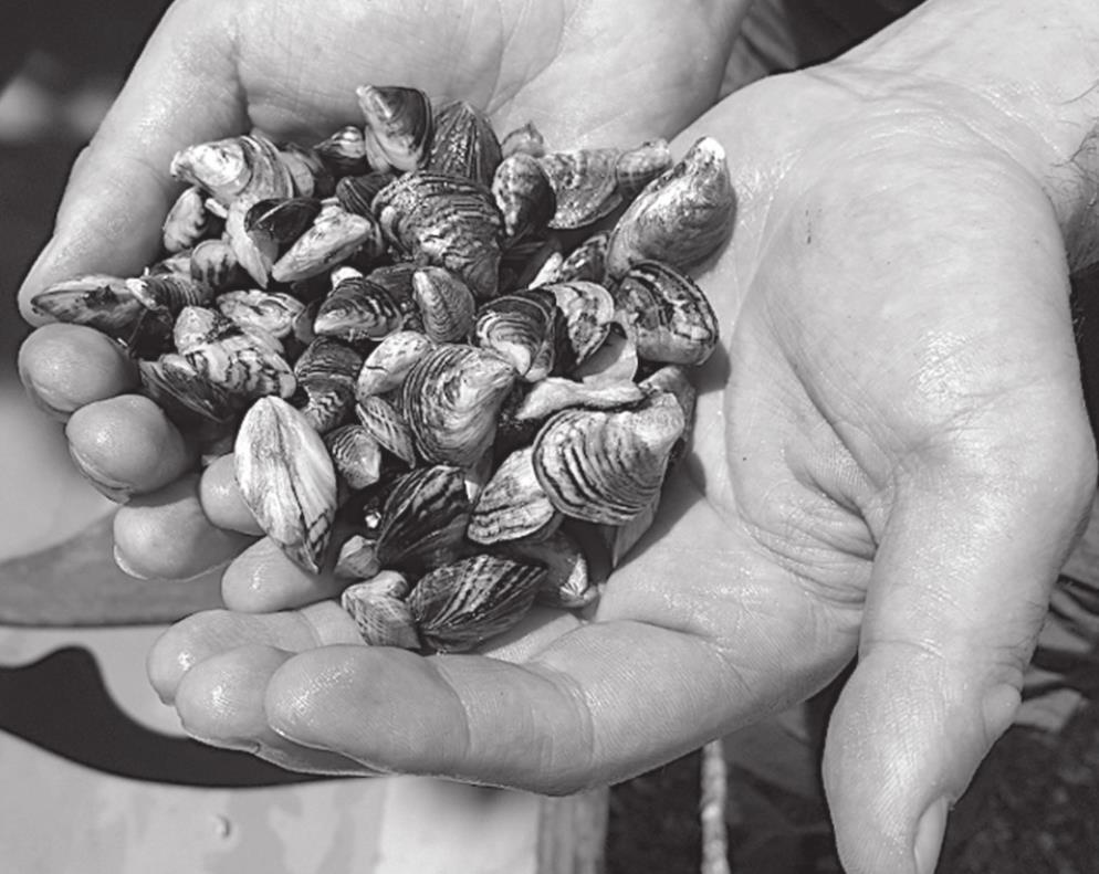 Invasive Zebra Mussels Confirmed In Shawnee, Ardmore Lakes